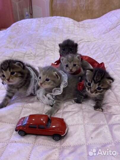 Отдам милых котят в добрые руки