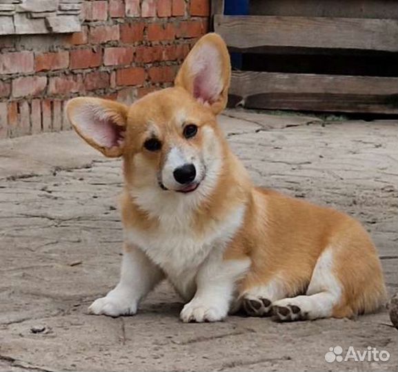 Вельш-корги пемброк