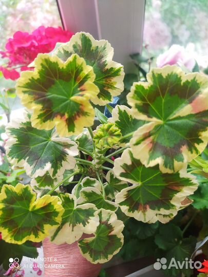 Пеларгония герань