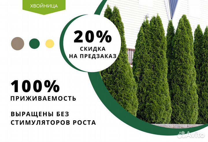 Туи Ростовка большая 4 м