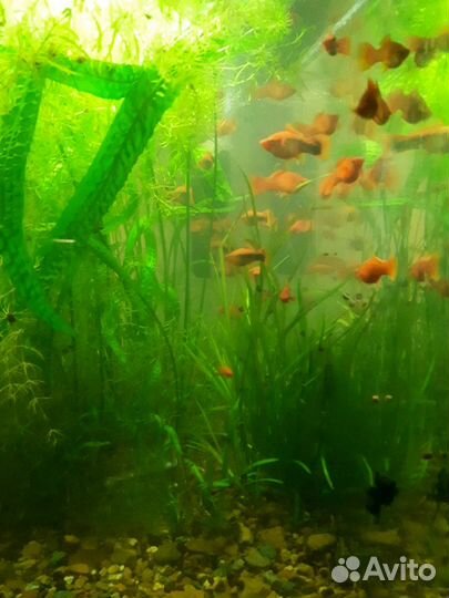 Рыбки и аквариумные растения