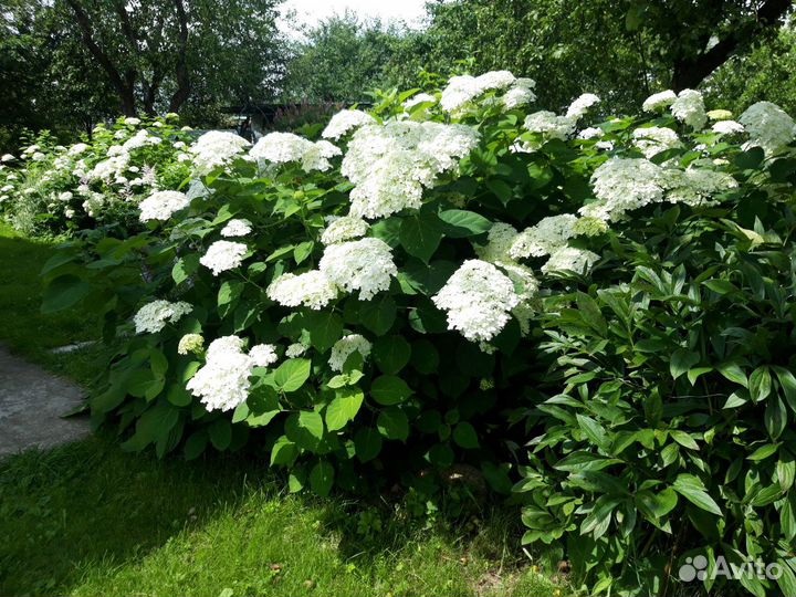 Гортензия отростки
