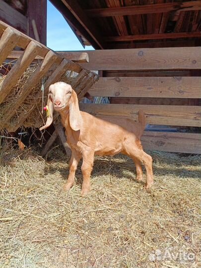 Англо нубийский козлик
