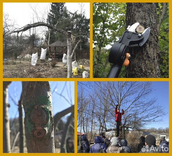 Обрезка яблонь