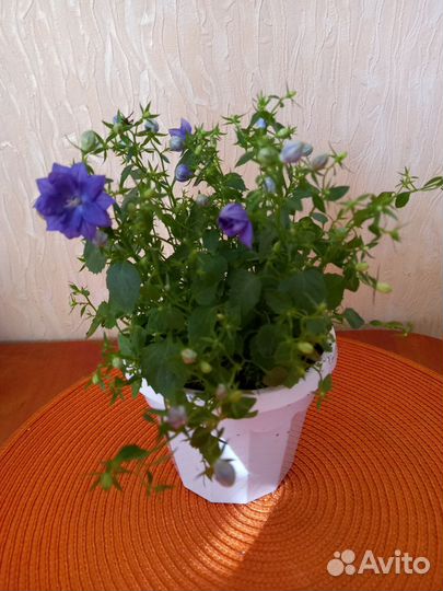 Кампанула Dublin Blue