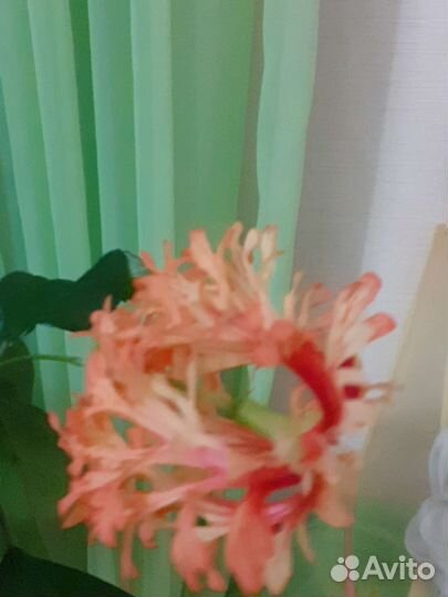 Сортовой гибискус Шизопеталус