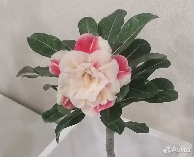 Адениум прививка