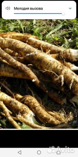 Корень хрена