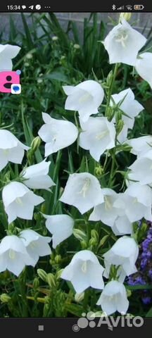 Колокольчик персиколистный белый купить в Таганроге | Товары для дома и ...