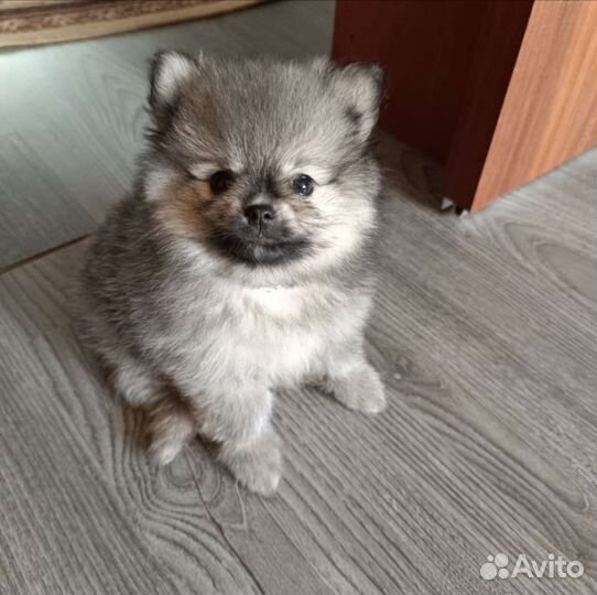 Померанский шпиц мини щенок