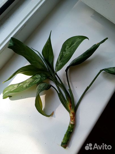 Комнатные растения