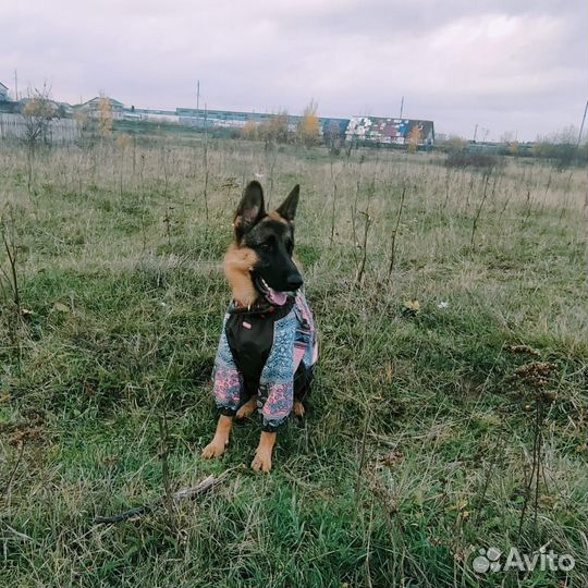 Дождевик Formydogs для суки среднего размера