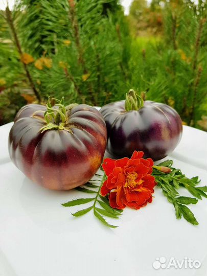 Семена сортовых томатов