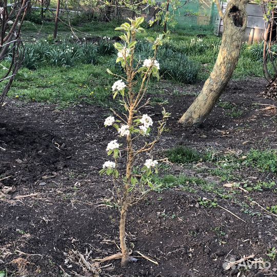 Деревья фруктовые