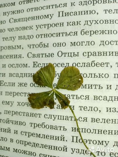 Клевер пятилистный