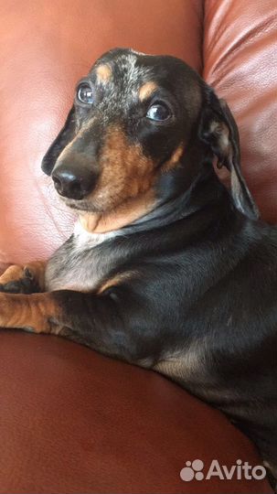 Догситтер передержка маленьких собачек