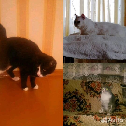 Передержка животных, зоогостиница, временный уход