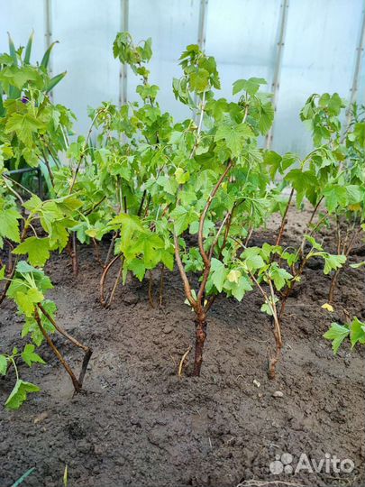 Саженцы черной смородины