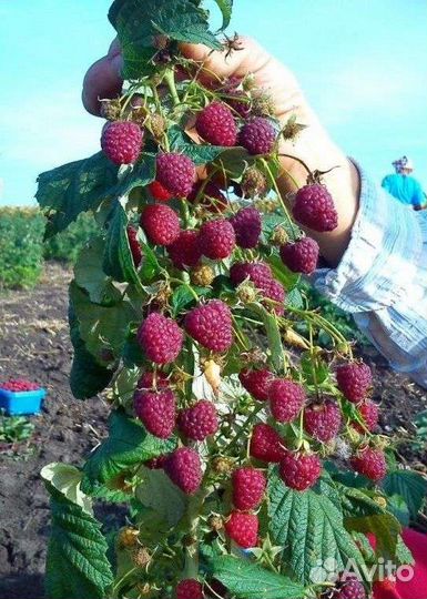 Ремонтантная малина Палана