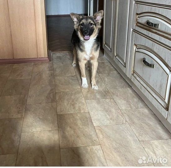 Овчарка