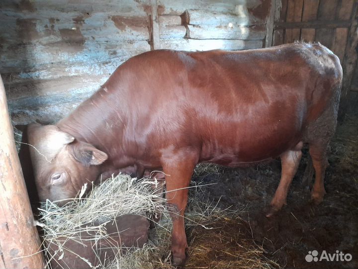 Продается бычок