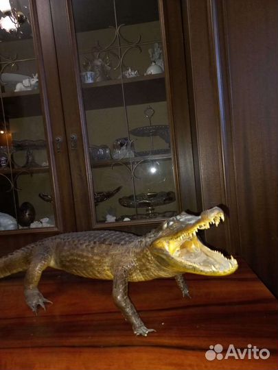 Крокодил чучело