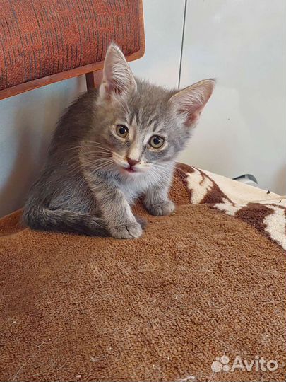 Котята черный, серый