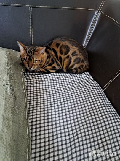 Бенгальский котик