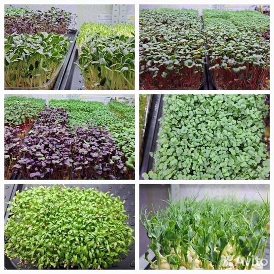 Микрозелень