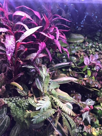 Альтернатера