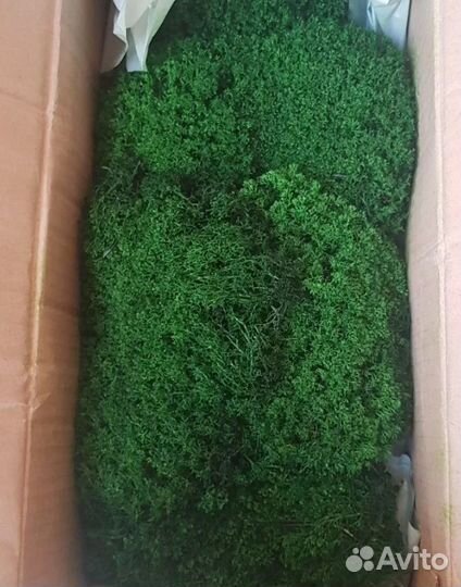 Мох для кашпо и панно опт и розница производство