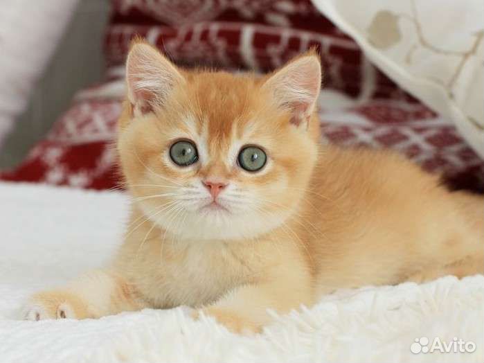 Британская шиншилла мальчик by 12