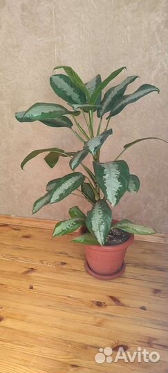 Диффенбахия