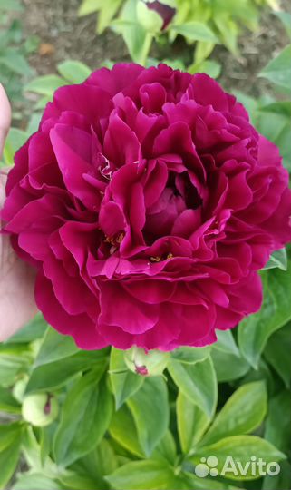 Пион Old Faithful