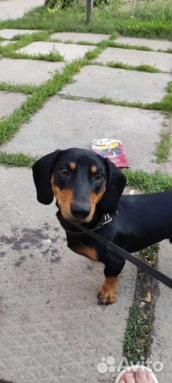 Такса вязка