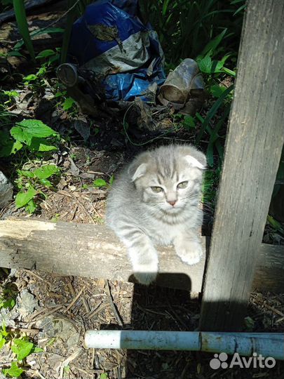 Котята в дар