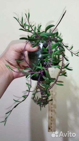 Крестовник оттона