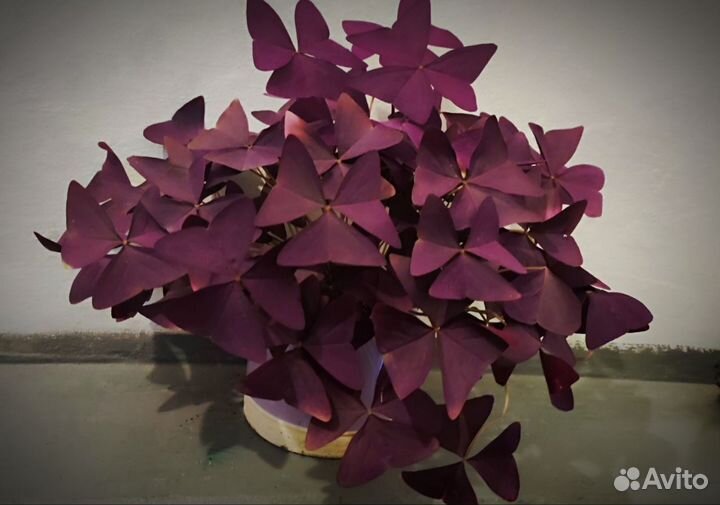 Кислица оксалис