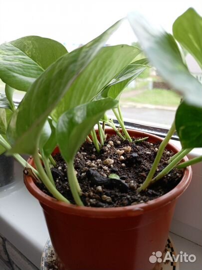 Эпипремнум