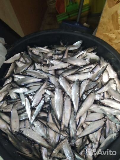 Тюлька для рыбалки