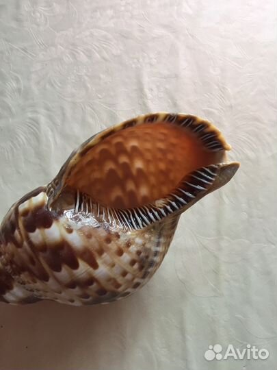 Раковина океанская