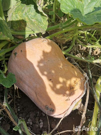 Тыква, зелень