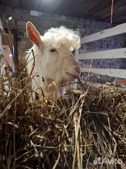 Чп Зааненский козел