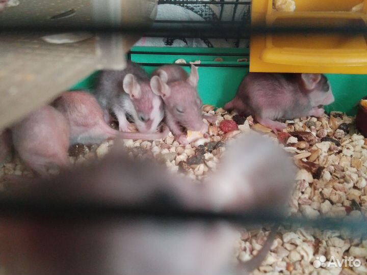 Продаю крыят дамбо