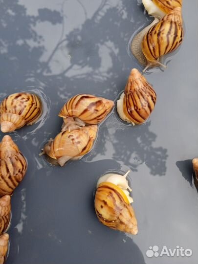 Улитки ахатины