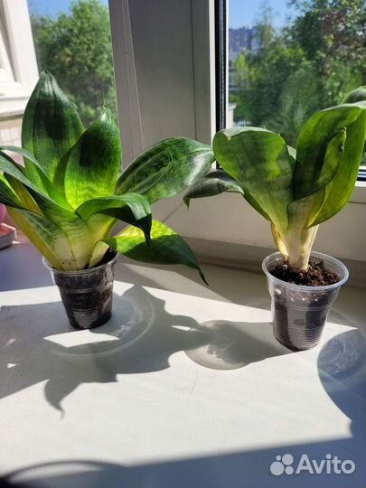 Сансевиерия