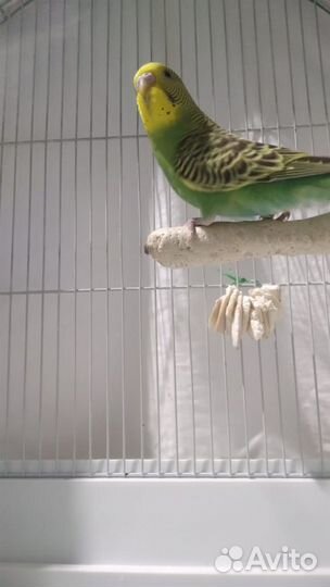 Волнистые попугаи