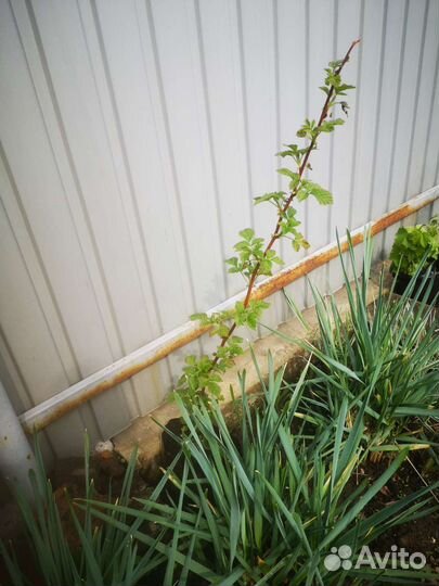 Саженцы ремонтантной малины