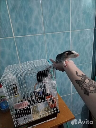 2 крысы с клеткой