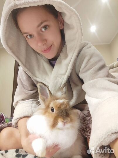 Декоративный кролик